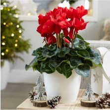 Flora Vadi Formlu Parmia Garden Canlı Kırmızı Sıklamen Çiçeği Hediyelik Bitki