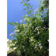 Nura Botanik Videolu Jasminum Polyanthum Jasmine Kokulu Çin Yasemini Beyaz 1 Adet Saksılı 30-60CM