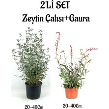 Nura Botanik Zeytin Çalısı Çiçeği FIDANI(20-40CM)+GAURA ÇIÇEĞI(20-40CM)2'LI Set Saksılı Bahçe Bitkisi