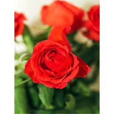 Bitkim Sende Videolu 1. Kalite Özel Seri 3 Adet Chica Açık Kırmızı Gül 45-85CM Saksılı (Chica Light Red Rose)