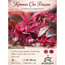 Nura Botanik Loropetalum Chinense (20-40 Cm) 1 Adet Saksılı Canlı Bahçe Çalısı