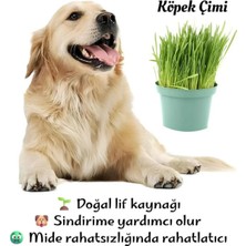 Nura Botanik Canlı Filizli Köpek Çimi Mix – 15-20 cm Saksıda