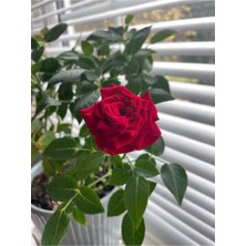 Nura Botanik Videolu Kırmızı Kokulu Yediveren Gül Fidanı (30 60 Cm) Saksılı 1 Adet Aşılı Gül Red Rose