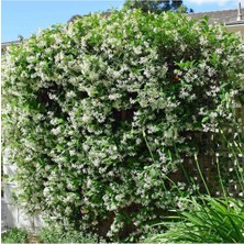 Nura Botanik Arap Yasemini (Rhyncospermum Jasminoides) 40-60CM- Hoş Kokulu ve Dayanıklı Sarmaşık Bitkisi