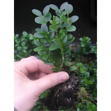 Flora Vadi Özel Fide Ürün 1 Adet Saksılı Bahçe Peyzaj Bitkisi Şimşir Fidanı (10-20CM)