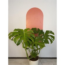 Deve Tabanı (Monstera) 80-100 cm