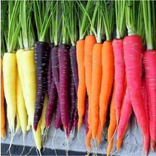 Tohum Dünyam 100 Adet Five Color Rainbow Havuç Tohumu