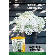 50 Adet Dantel Çiçeği Tohumu