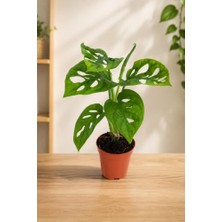 Pratik Ev Monstera Deliciosa Saksı Bitkisi, 30-40 Cm, Delikli Yapraklı Iç Mekan Bitkisi