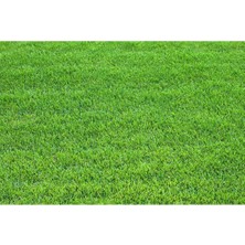 Dört Mevsim Tohumculuk Festuca Rubra Rubra Çim Tohumu - 10 kg