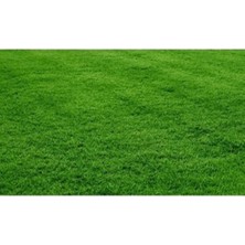 Dört Mevsim Tohumculuk Bermuda Çim Grass Tohumu (Kurak ve Susuz Alanlara Özel) 100 gr