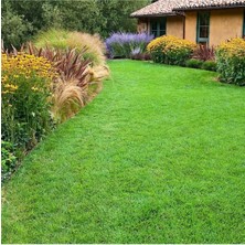 Dört Mevsim Tohumculuk Festuca Arundinacea Çim Tohumu - 1 kg