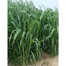 Dört Mevsim Tohumculuk Sorgum Sudan Otu Tohumu (5 Kg)