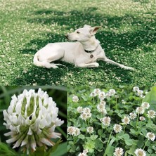 Dört Mevsim Tohumculuk Beyaz Trifolium Repens Tohumu Üçgül Çiçekli Yerörtücü 100 gr