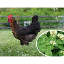 Dört Mevsim Tohumculuk Tavuk Yoncası Tohumu 1 kg Ak Üçgül Tohumu Bodur Yonca Çimi Tohumu