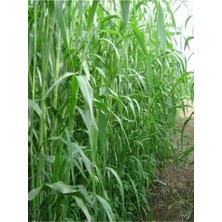 Dört Mevsim Tohumculuk Sorgum Sudan Otu Tohumu (1 Kg) Cısmn