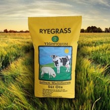 Dört Mevsim Tohumculuk Süt Otu (Italıan Ryegrass) – Ilkadım - Çiğdem Yiğit (25 Kg)