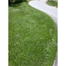 Dört Mevsim Tohumculuk 7m Greenland Çim Tohumu (Yoncalı Kırsal Peyzaj Alanlar) 5 kg