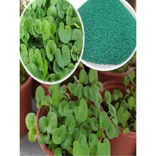 Dört Mevsim Tohumculuk Orjinal Dichondra Repens Fare Kulağı Tohumu 100 Gram