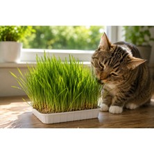 Dört Mevsim Tohumculuk %100 Doğal Kedi Çimi Tohumu 250 gr (Tüy Yumağı Önleyici)