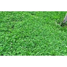 Dört Mevsim Tohumculuk 500GR Bahce Yoncası Buyumeyen Sus Yoncası Çimle Beraber Ekılebılır Yada Ayrı Ekılebılır.