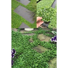 Dört Mevsim Tohumculuk Dichondra Repens Fare Kulağı Tohumu Kundura Çimi 100GR