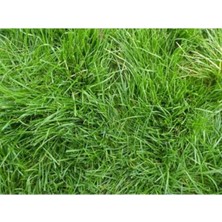 Dört Mevsim Tohumculuk Bermuda Grass Çim Tohumu 500 gr Uganda Çimi Köpek Dişi Ayrığı