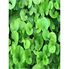 Dört Mevsim Tohumculuk Dichondra Repens Fare Kulağı Çim Tohumu 1kg
