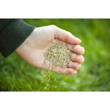Dört Mevsim Tohumculuk 5 kg 6 Lı Karışım Çim Tohumu 4 Mevsim Çim Tohumu Basmaya Dayanıklı Çim Tohumu Ithal Çim Tohumu
