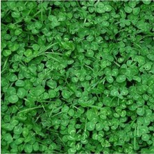 Dört Mevsim Tohumculuk Ak Üçgül Tohumu Trifolium Repens Süs Yoncası Tohumu Bodur Yonca Tohumu Yonca Çim Tohumu 250 gr