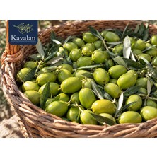 Kavalan 3 Kg Dalından Yeni Toplanmış Taze Domat Yeşil Zeytin - Yeni Sezon 2026/27 (İşlenmemiş - Salamurasız)