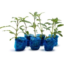 Eget Anadolu Adaçayı (Salvia Fruticosa) 6'lı