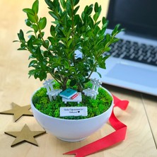 Paspasın Bahçeleri Kişiye Özel Cute Serisi Buxus Bonsai  Fen Bilgisi Öğretmenim Için