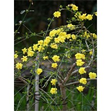 Bitkim Sende Videolu Çalı Yasemin Sarı Yasemin Fidanı (50-70 Cm) 1 Adet Tüplü Jasminum Nudiflorum
