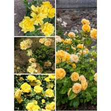 Bitkim Sende Avantajlı Yediveren Kokulu Açık Sarı (40 60 Cm) Tüplü/ Saksılı Aşılı Gül Yellow Rose