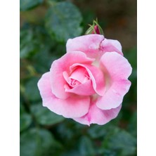 Bitkim Sende Videolu Kokulu Pembe Gül Yediveren 1 Adet Saksılı (50-70CM) Aşılı Gül (Pink Rose)