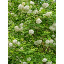 Bitkim Sende Videolu Kartopu Ağacı Fidanı (40-60 Cm)1 Adet Saksılı Dış Mekan Ağaç Viburnum Tinus Lucidum