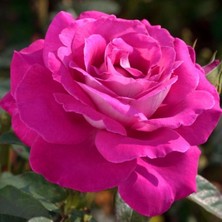 Bitkim Sende 4 Adet Saksıda Gül Fidanı (Pembe Renk) 1 Yaşında Yediveren Sarmaşık Kokulu 20-25 cm