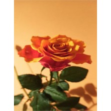 Serada Decor Plant Videolu 1 Adet Canlı Turuncu Bodur Gül Fidanı 20-40 cm Tüplü Çiçekli Bodur Bitkiler Orange Rose