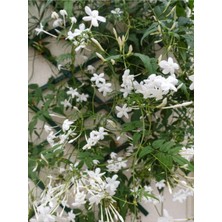 Bitkim Sende Videolu Klasik Yasemin Fidanı (40 60 Cm)1 Adet Saksılı/tüplü Rhyncospermum Jasminoides