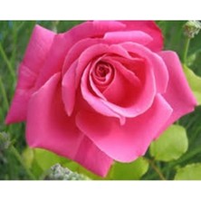 Bitkim Sende Pembe Yediveren Aşılı Saksıda Gül Fidanı