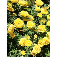 Bitkim Sende Avantajlı Yediveren Sarı Renkli(50 70 Cm) 1 Adet Saksılı Aşılı Gül Yllow Rose