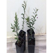 Bitkim Sende 6 Adet Arbequina Bodur Zeytin Fidanı 1 Yaşlı 30-60 cm