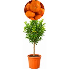 5 Yaş Aşılı W Murcott Mandalina Fidanı XL Boy