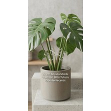 Kanem3D Bitki Desteği 10 cm Buzlu Cam Görünümlü - Monstera ve Saksı Bitkileri Için Buzlu Görünüm Gövde Tutucu Çengel