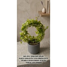 Kanem3D Yuvarlak Şekilli Bitki Destek Çıtası 25 cm Plastik - Sarmaşık ve Çiçek Yönlendirme Aparatı Haki