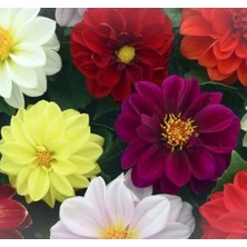 Karışık Renkli Bodur Mini Çiçekli Yıldız Dahlia Tohumu - 5 Tohum