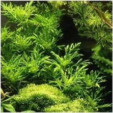 Prime Hygrophila Difformis 4-6 Kök Canlı Bitki