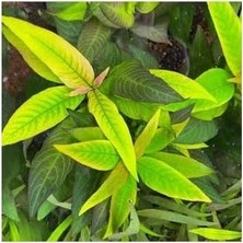 Prime Nomaphila Siamensis Compact Saksı Canlı Bitki