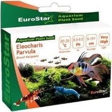 Prime Bitki Tohumu Eleocharis Parvula
